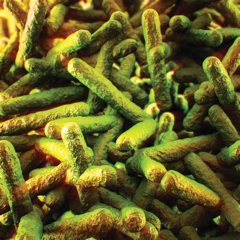 Listeria spp and Listeria monocytogenes: A Harmful Bacteria Causing ...