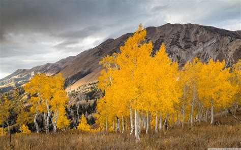 🔥 [50+] Aspens Wallpapers | WallpaperSafari