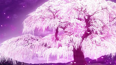 Anime Cherry Tree Background Cherry Blossom Tree Anime Wallpapers 24375 ...