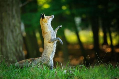 Red Fox Habitat: Places Where These Cunning Carnivorans Live - Animal Sake