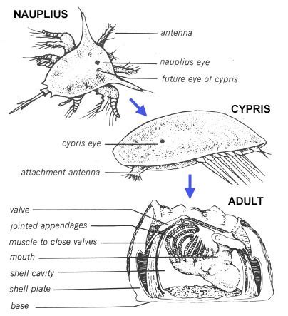 Goose Barnacle Anatomy