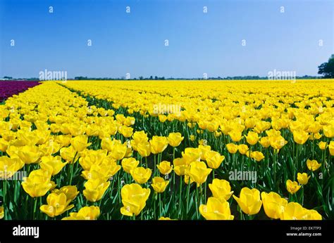 Field Of Tulips Stock Photo - Alamy