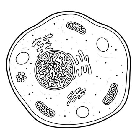 Eukaryotic Cell Coloring Pages