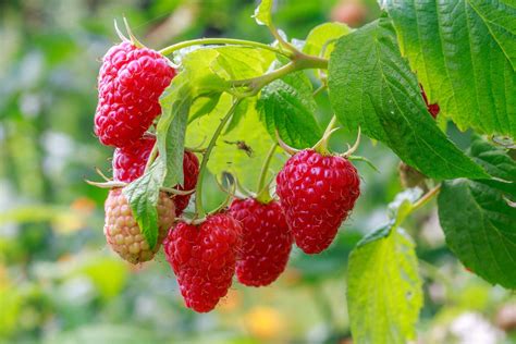 Raspberry Plants