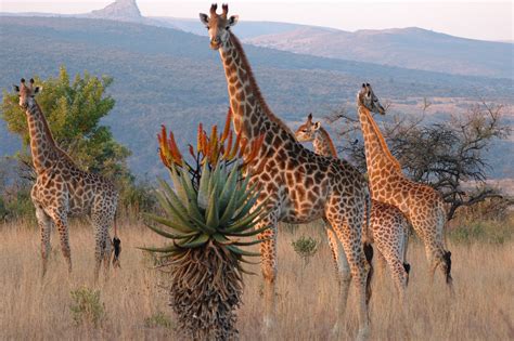 World Giraffe Day is June 21, 2014