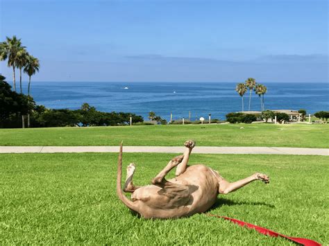 Salt Creek Beach Park: Dog Friendly Tips