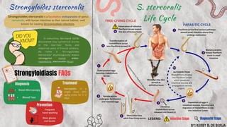 Life Cycle of Strongyloides stercora Storyboard | PPT