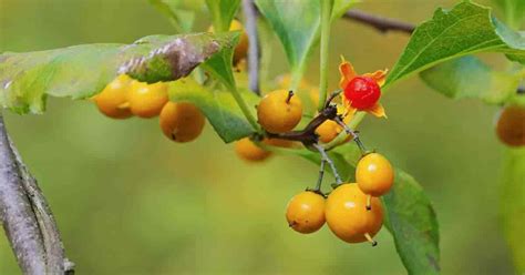 The Invasive Oriental Bittersweet Vine [Celastrus Orbiculatus]