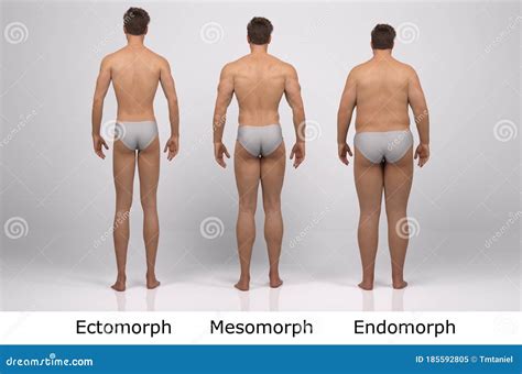 3D Render : the Portrait of Male Body Type : Ectomorph, Mesomorph ...