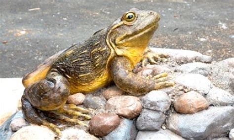 Goliath frog - San Francisco Zoo & Gardens