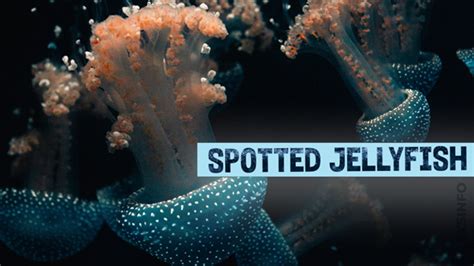 How To Identify The Types Of Jellyfish In Hawaii? – sharksinfo.com