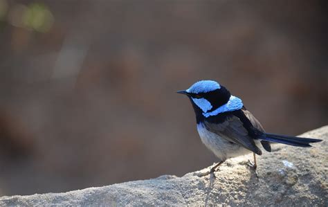 What Do Baby Wrens Eat? - Feeding Nature