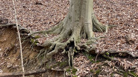 Root Adaptations - Vic's Tree Service - Cutting roots