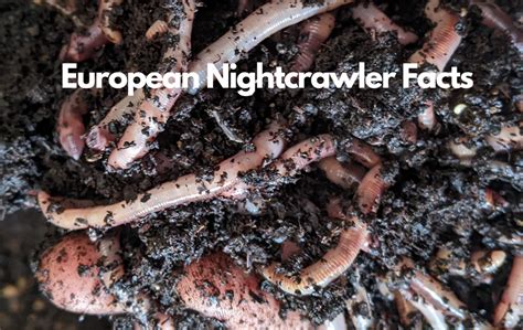 European Nightcrawler Facts: What to Know About the Diverse Fishing an ...