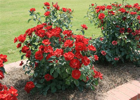 Home gardeners can enjoy garden roses | Mississippi State University Extension Service