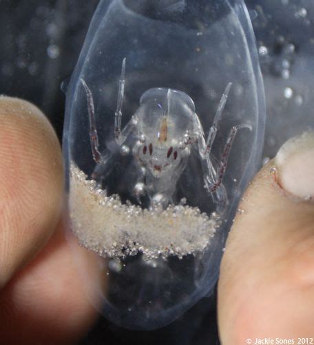 Meet the amphipod Phronima sedentaria - they practice demarsupiation ...