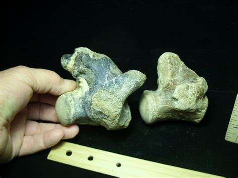 Two Large Tylosaurus fossil vertebrae (020721n) - The Stones & Bones ...