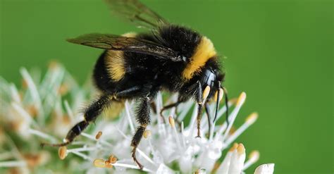 Free stock photo of bee, bumblebee, insect