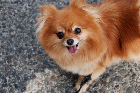 Teacup Pomeranian: Info, Pictures, Temperament & Traits | Hepper