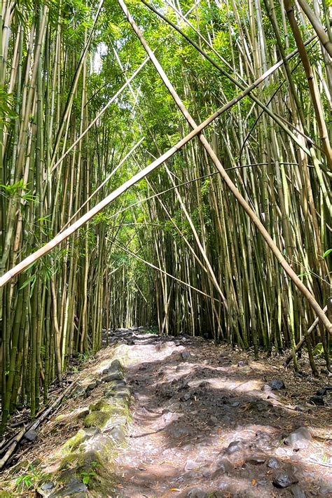 Pipiwai Trail Maui: Bamboo Forest Hike to a 400 Foot Waterfall!