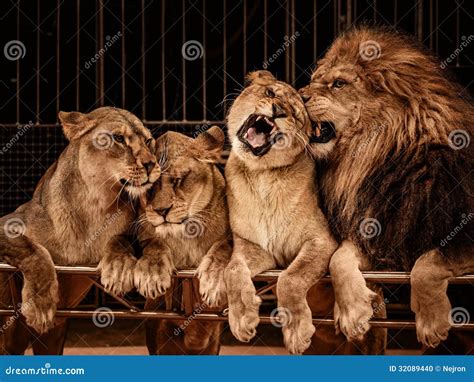 Lions In Circus Stock Photo - Image: 32089440