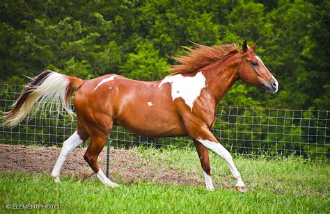 chestnut tobiano paint horse by venomxbaby on DeviantArt