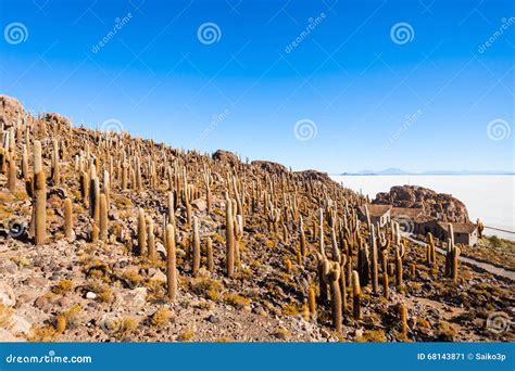 Cactus Island, Uyuni stock image. Image of outdoor, landmark - 68143871