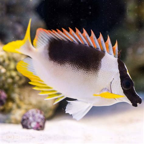 Fish ID: Magnificent fox face? | Bay Area Reefers | BAR