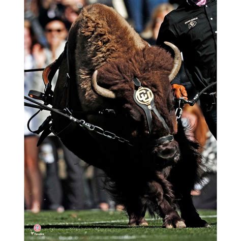 Colorado Buffaloes Unsigned Ralphie Running Photograph