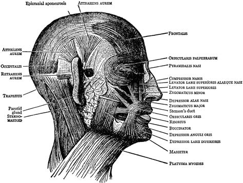 Face and Scalp Muscles | ClipArt ETC