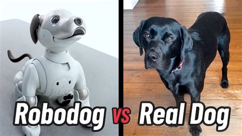 AIBO vs Real Dog - which is the better Pet? | Robotic Pets from Japan ...