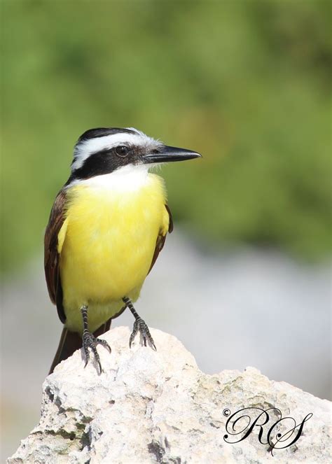 Great Kiskadee | BirdForum