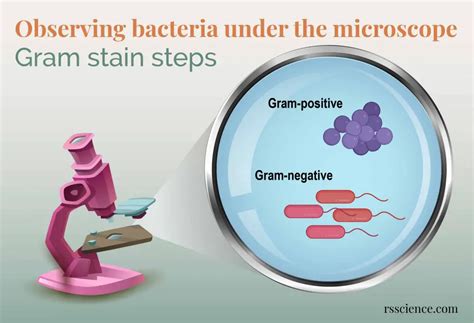 Observing Bacteria Under the Microscope - Gram Stain Steps - Page 2 of ...