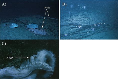 Egg-brooding fi sh and octopus. (A) Three blob sculpin, Psychrolutes ...