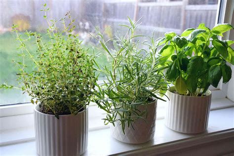 How to Plant a Kitchen Herb Garden