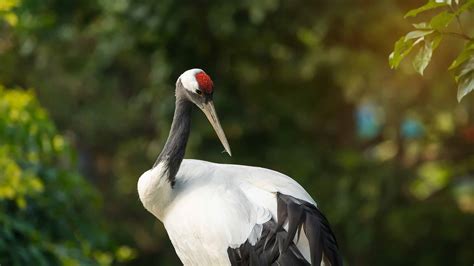 Red-Crowned Crane: The National Bird of China - A-Z Animals