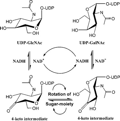 SCHEME 1. Epimerization reaction catalyzed by WbpP. | Download Scientific Diagram