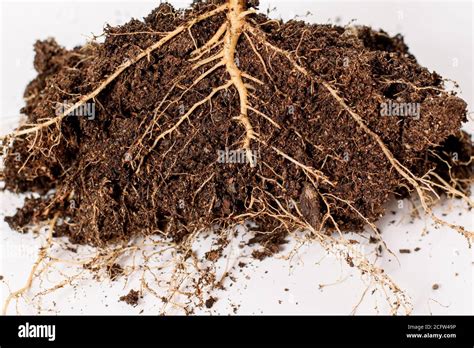 Roots of a plant with soil, isolated on white background Stock Photo - Alamy