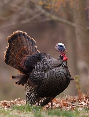 Wild Turkey Gobbler Vertical Image | Flickr - Photo Sharing!