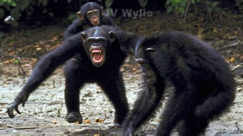 The Relevance of Chimpanzee Studies for Human Nature – Why We Became Human