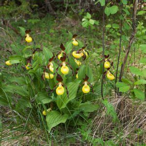 Growing Cypripedium? — Our Guide with Tips (that Work)