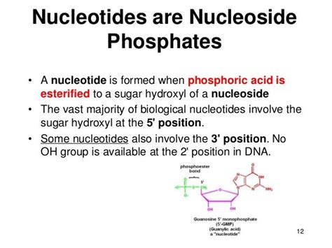 Nucleotide structure function dr m muzaffar mir