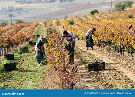 Day Laborers Working in the Field on a Vintage Day Editorial Stock Photo - Image of october ...