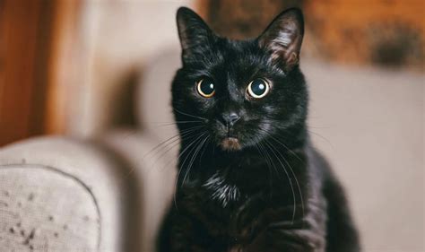 Fluffy Black Cat Breeds: 17 Beautiful Ebony Felines