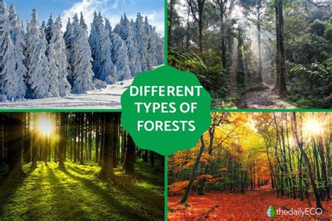 Diffe Types Of Forest Trees With Pictures And Names - Infoupdate.org