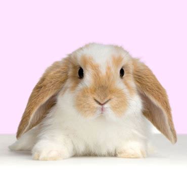 Funny Image Collection: white Rabbit Animal Pictures Archive Animal Photo Album!