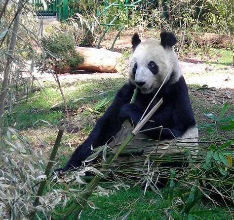 Alfonso Herrera Chapultepec Zoo - Pro Bosque Chapultepec