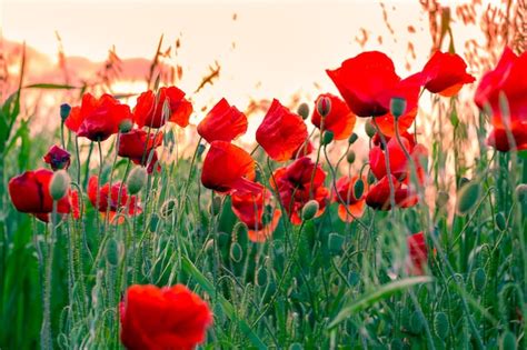 Premium Photo | Red poppy flowers on a field at sunset natural landscape