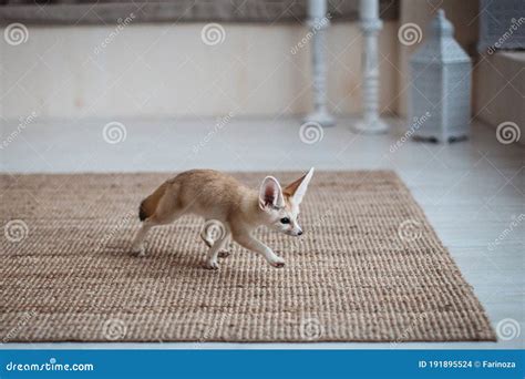 Pretty Fennec Fox Cub in Light Room Stock Photo - Image of approaching ...