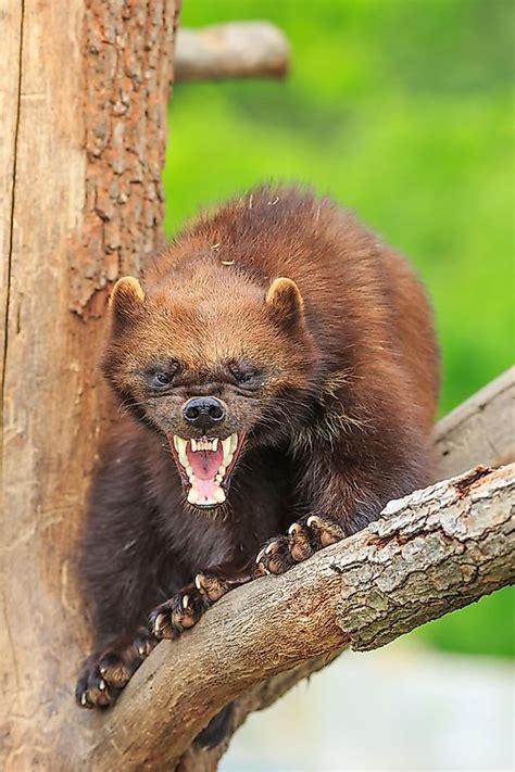 Wolverine Facts: Animals of North America - WorldAtlas.com